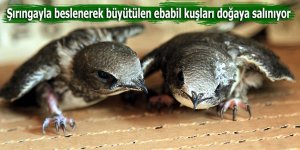 Şırıngayla beslenerek büyütülen ebabil kuşları doğaya salınıyor