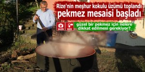 Rize'nin meşhur kokulu üzümü toplandı ve pekmez mesaisi başladı