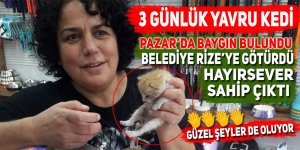 Pazar'da baygın bulunan 3 günlük yavru kedi kurtarıldı