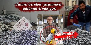 Hamsi bereketi yaşanırken palamut el yakıyor