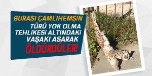 Çamlıhemşin'de vaşak asılarak öldürüldü!