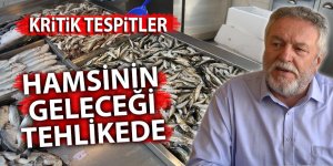 Hamsinin geleceği tehlikede