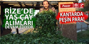 Rize'de yaş çay alımları devam ediyor