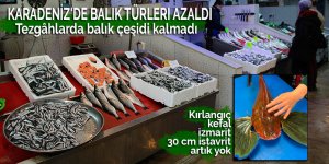 Karadeniz'de balık türleri azaldı