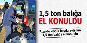 Rize'de küçük boyda avlanan 1,5 ton balığa el konuldu