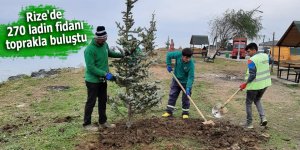 Rize'de 270 ladin fidanı toprakla buluştu