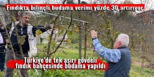 Fındıkta bilinçli budama verimi yüzde 30 artırıyor