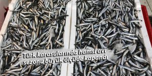 Türk karasularında hamsi avı sezonu büyük ölçüde kapandı