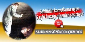 Sahibinin komutlarına uyan 5 aylık buzağı görenleri şaşırtıyor