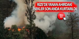 Yanan ahırdaki inekler son anda kurtarıldı