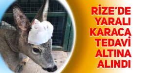 Rize’de yaralı karaca tedavi altına alındı