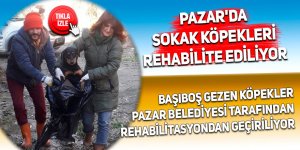 Pazar'da sokak köpekleri rehabilite ediliyor