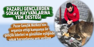 Pazarlı gençler sokak hayvanlarına yem verdi