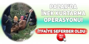 Pazar'da inek kurtarma operasyonu!