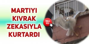 Martıyı kıvrak zekası ile kurtardı