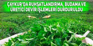 ÇAYKUR'da ruhsatlandırma, budama ve üretici devir işlemleri durduruldu