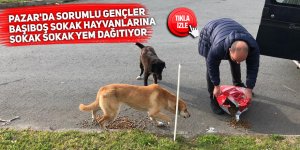 Pazar'da sorumlu gençler, başıboş sokak hayvanlarına yem dağıtıyor