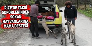 Rize'de taksi şoförlerinden sokak hayvanlarına mama desteği