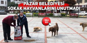 Pazar Belediyesi sokak hayvanlarını unutmadı