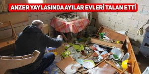 Anzer Yaylasında ayılar evleri talan etti