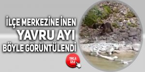 İlçe merkezine inen yavru ayı böyle görüntülendi