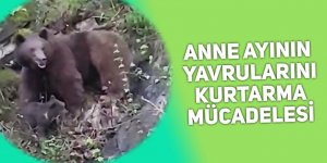 Anne ayının yavrularını kurtarma mücadelesi