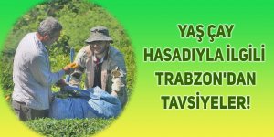 Yaş çay hasadıyla ilgili Trabzon'dan tavsiyeler!