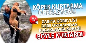 Fırtına Deresinde, köpek kurtarma operasyonu