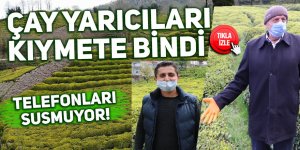 Çay yarıcılığı kıymete bindi! Telefonları susmuyor