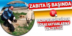 Pazar Belediyesinden sokak hayvanlarına yem desteği