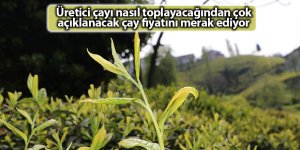 Üretici çayı nasıl toplayacağından çok açıklanacak çay fiyatını merak ediyor