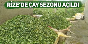 Rize'de çay sezonu açıldı