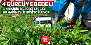 3-4 kişinin biçeceği çayı bu makinelerle bir kişi topluyor