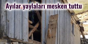 Ayılar yaylaları mesken tuttu