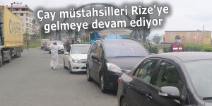 Çay müstahsilleri Rize’ye gelmeye devam ediyor