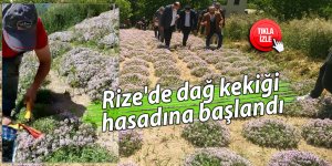 Rize'de dağ kekiği hasadına başlandı