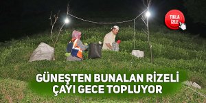 Güneşten bunalan Rizeli, çayı gece topluyor