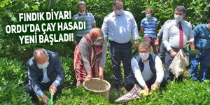 Fındık diyarı Ordu’da 'çay' hasadı yeni başladı!