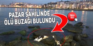 Pazar sahilinde ölü buzağı bulundu