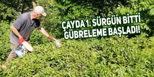 Çayda 1. sürgün bitti gübreleme başladı!