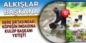 Dere ortasındaki köpeğin imdadına kulüp başkanı koştu