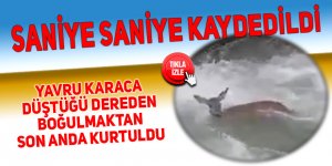 Yavru karaca düştüğü dereden boğulmaktan son anda kurtuldu