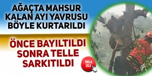 Ağaçta mahsur kalan ayı böyle kurtarıldı