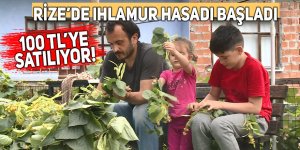 Rize’de ıhlamur hasadı başladı