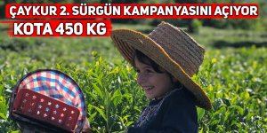 Çaykur 2. sürgün kampanyasını açıyor