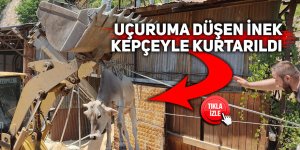 İnek düştüğü yerden iş makinesi yardımı ile kurtarıldı