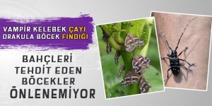 Vampir kelebek çayı, drakula böcek de fındığı tehdit ediyor