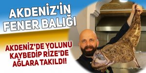 Akdeniz'de yolunu kaybedip Rize'de ağlara takıldı!