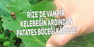 Rize’de vampir kelebeğin ardından patates böceği kabusu