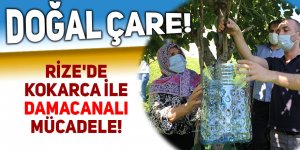 Rize'de kokarca ile damacanalı mücadele!